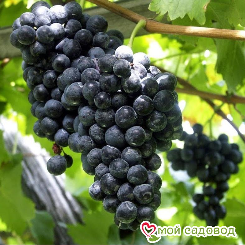 Виноград Мускат Блау - 1 ₽