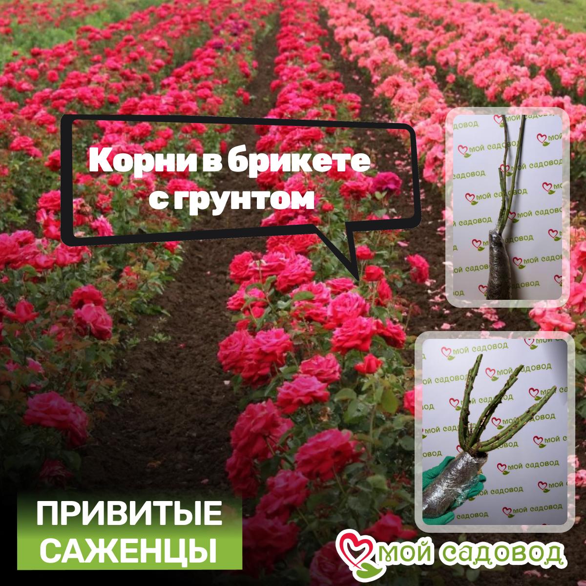 Роза Твайлайт Зоная