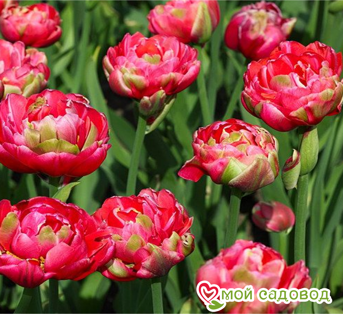 Тюльпан Ап Пинк